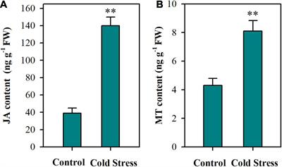 Jasmonate and Melatonin Act Synergistically to Potentiate Cold Tolerance in Tomato Plants